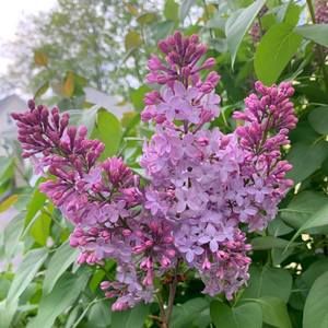 Meet your Posher, Alizon